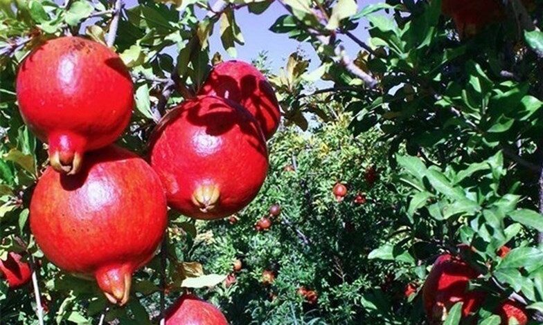 گزارشی جالب از باغات انار استان گلستان+فیلم