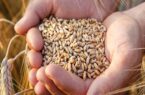 کشاورزان گندم مصرفی خود را نفروشند