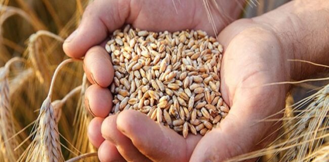 کشاورزان گندم مصرفی خود را نفروشند