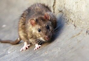 زندگی مسالمت‌آمیز موش‌ها در خیابان‌های شهر گنبدکاووس