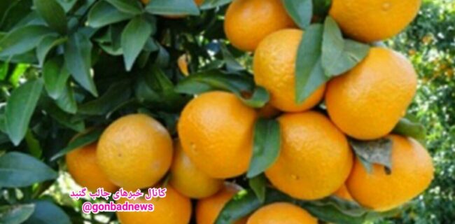 برداشت حدود ۱۰ هزار تن نارنگی در استان گلستان