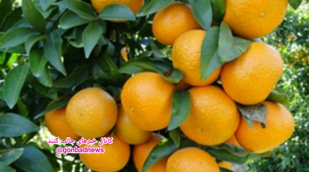 برداشت حدود ۱۰ هزار تن نارنگی در استان گلستان