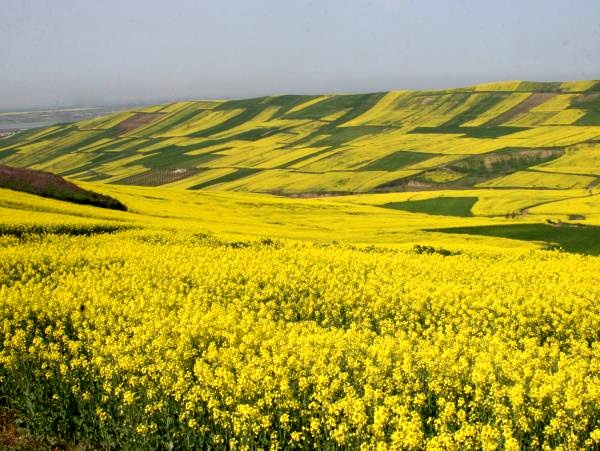 برداشت دانه روغنی کلزا از سطح ۴۲هزار هکتار از مزارع استان گلستان آغاز شد.