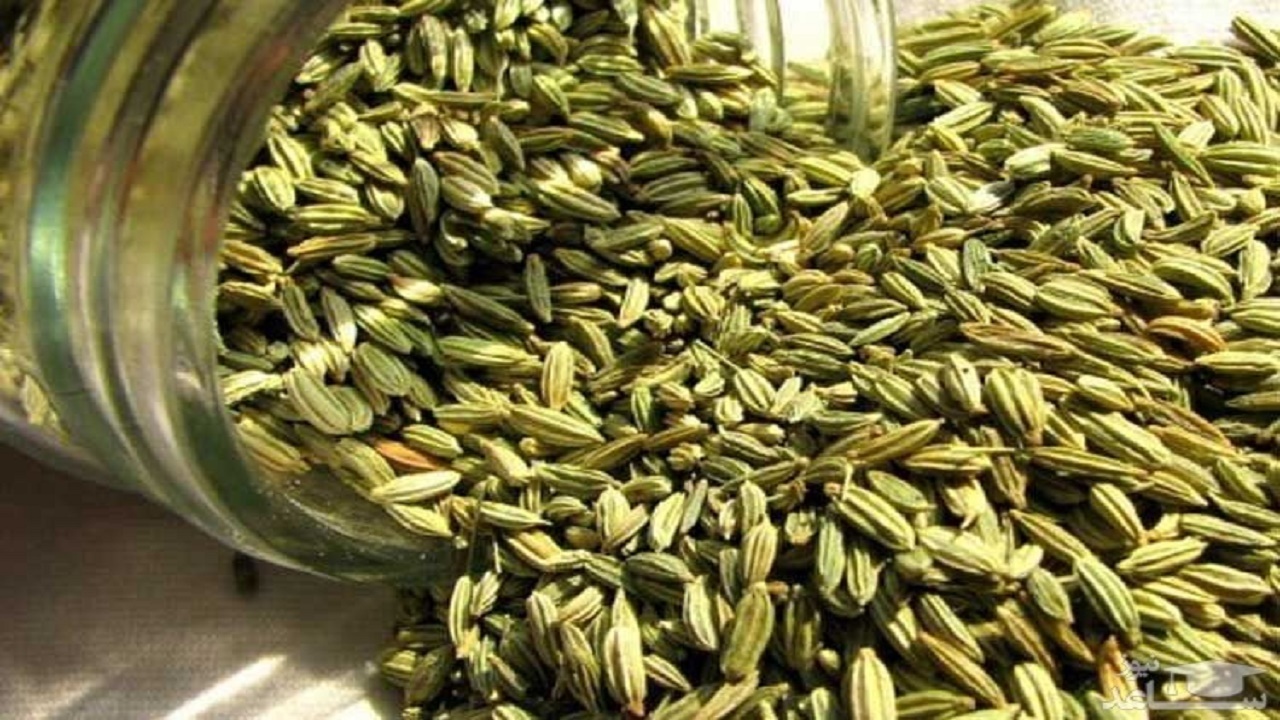 پیش بینی برداشت هزار و ۵۰۰ تن زیره در گلستان