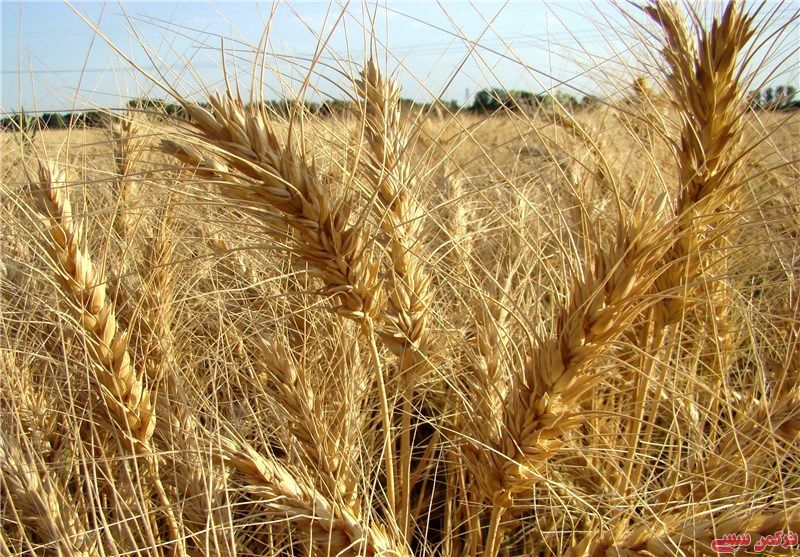 افزایش دوبرابری نرخ خرید تضمینی گندم و رضایت نسبی گندم کاران