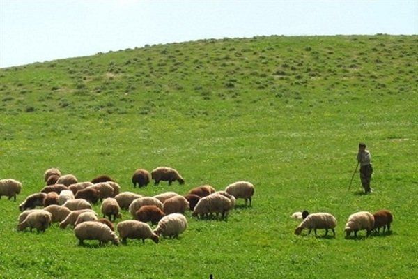 اختلاف بر سر چرای دام در مراوه تپه/مجروحان راهی بیمارستان شدند
