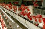 ۲۵ درصد تخم مرغ کشور در گنبدکاووس تولید می شود.