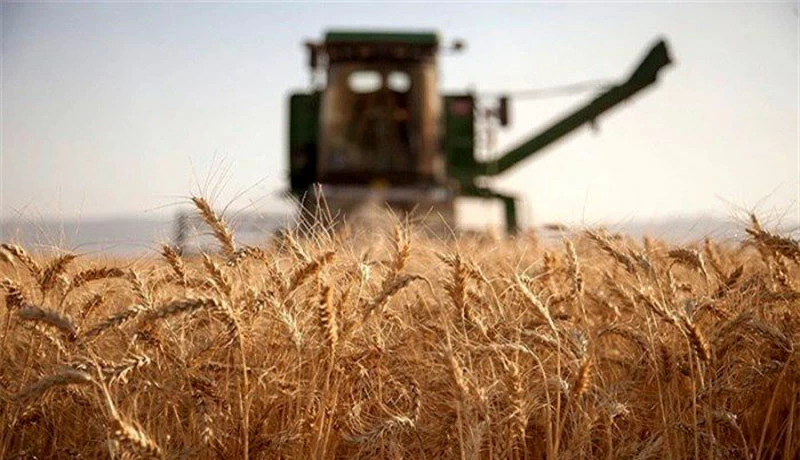 آغاز خرید تضمینی گندم در استان گلستان