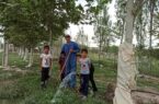 خیر درختکار گلستانی: همراهی جوانان در ترویج درختکاری موجب امیدواری است