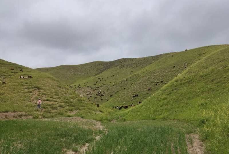 باران به مراتع مناطق شمالی گنبدکاووس جان دوباره بخشید.