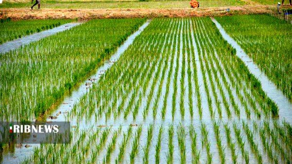 ممنوعیت کشت شالی غرقابی با آب چاه در گلستان
