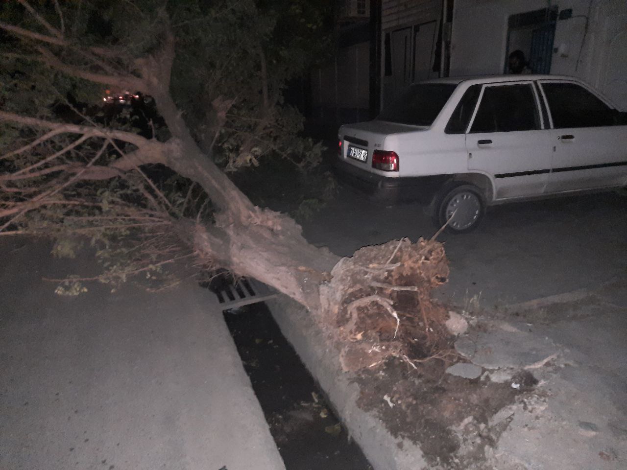 طوفان باعث افتادن درختان زیادی در شهر گنبد شد