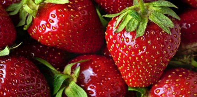 تولید ۱۲ هزار تن توت فرنگی در استان گلستان