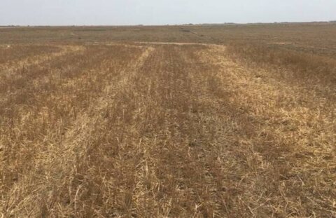 حدود ۴۰ هزار تن گندم اراضی شمال گنبدکاووس از بین رفت.