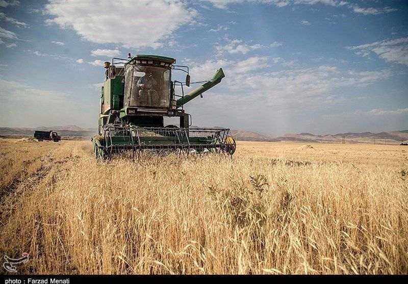 رکوردشکنی تحویل گندم در استان گلستان