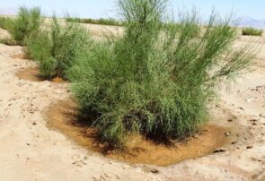 تولید ۸ میلیون اصله نهال برای احیای مناطق بیابانی استان گلستان