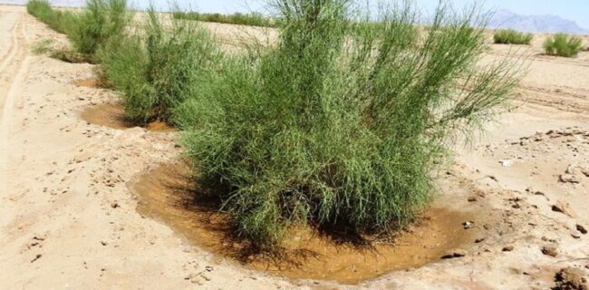 تولید ۸ میلیون اصله نهال برای احیای مناطق بیابانی استان گلستان