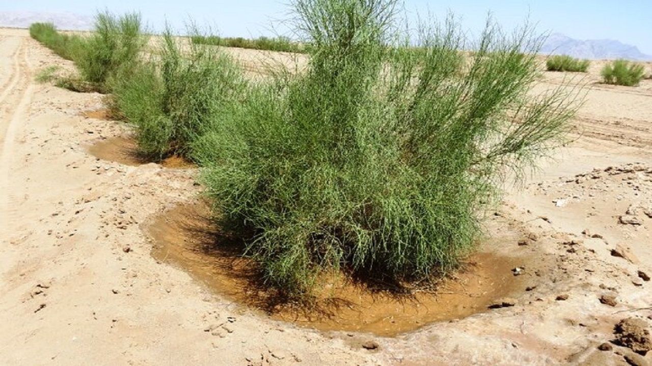 تولید ۸ میلیون اصله نهال برای احیای مناطق بیابانی استان گلستان