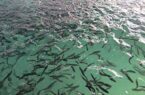 رهاسازی بیش از ۱۲ میلیون قطعه بچه ماهی خاویاری در آبهای استان گلستان