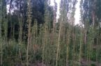 درخت پالونیا، تهدیدی برای طبیعت استان گلستان