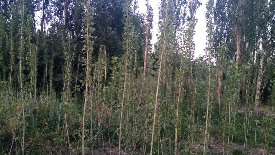 درخت پالونیا، تهدیدی برای طبیعت استان گلستان