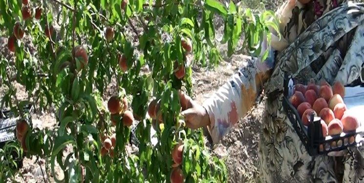 هزینه بالا، تیشه به ریشه باغ‌های گلستان زد.