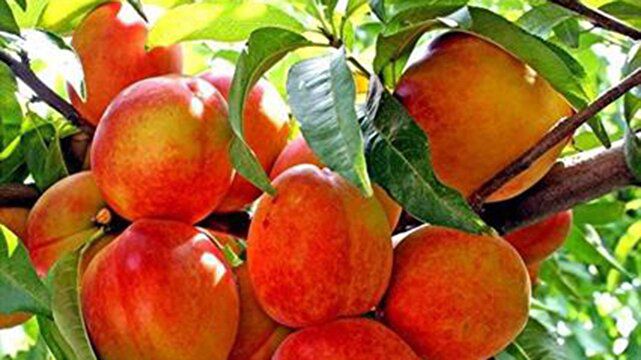 برداشت ۴۰ درصدی هلو از باغ‌های گلستان