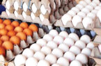 در راستای هدفمندسازی یارانه‌ها هیچگونه صادرات تخم‌مرغ از شرق گلستان انجام نشد.