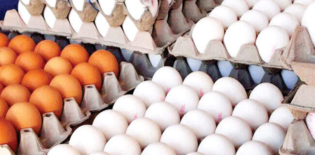 در راستای هدفمندسازی یارانه‌ها هیچگونه صادرات تخم‌مرغ از شرق گلستان انجام نشد.
