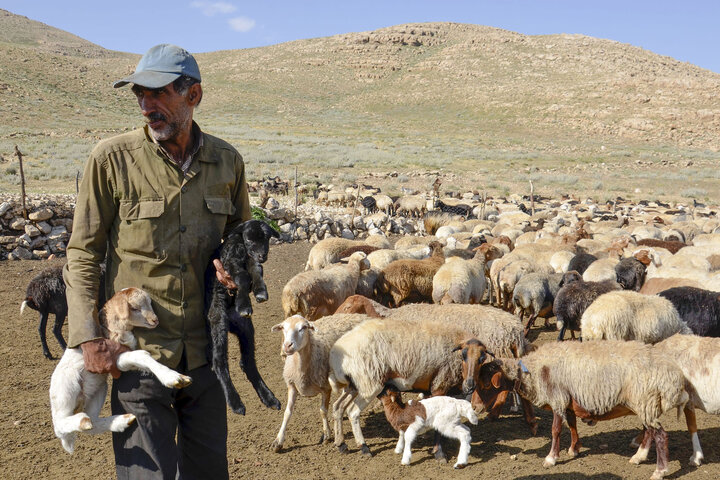 حفظ دام پرواری عشایر گلستان به هشت هزار میلیارد ریال اعتبار نیاز دارد.