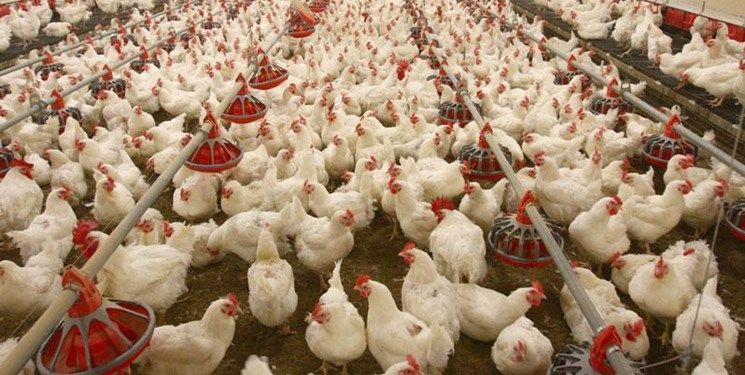 جوجهریزی در تمام مرغداریهای گنبدکاووس