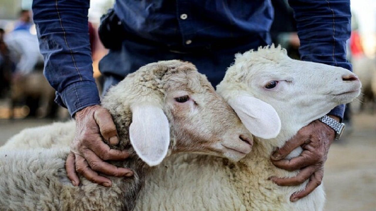 توصیه‌های اداره کل دامپزشکی گلستان درباره ذبح دام در عید قربان