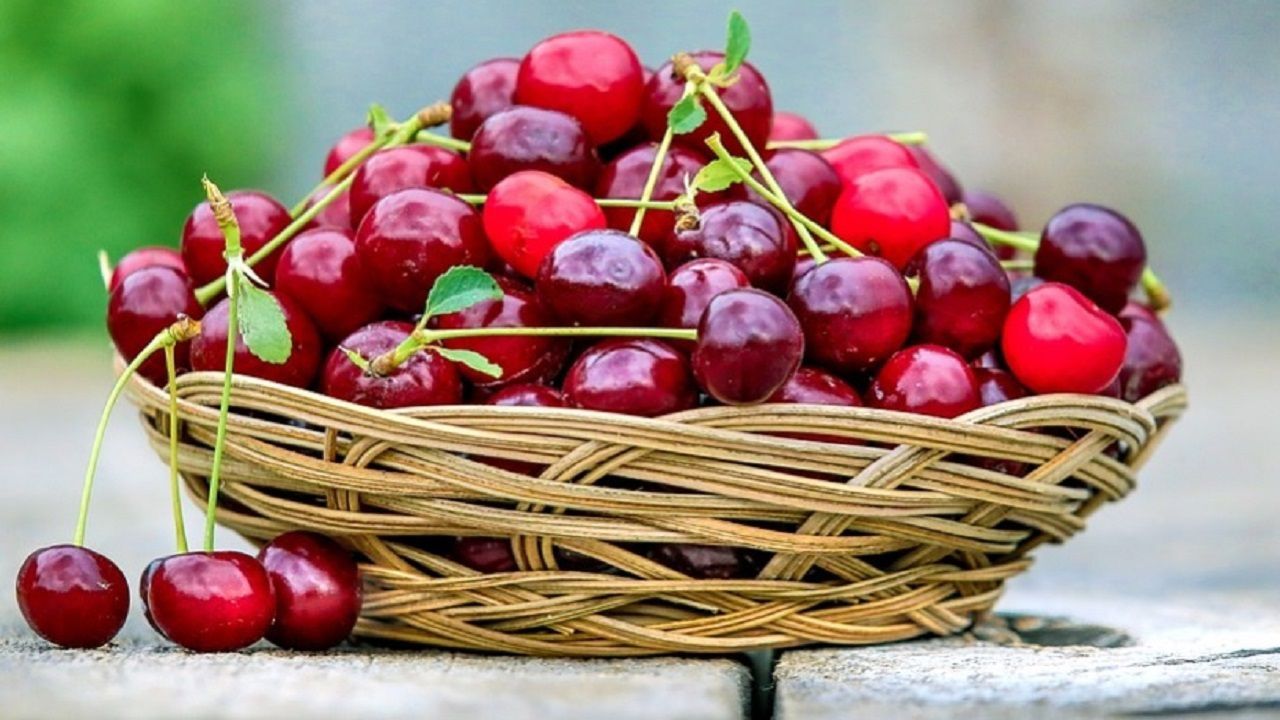 برادشت ۵۰ درصدی گیلاس و آلبالو در گلستان