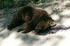 شناسایی شکارچی متخلف یک قلاده خرس در شهرستان رامیان