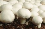 ایران رتبه هفتم تولید قارچ دنیا