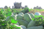 برداشت ۹۵ درصدی هندوانه در  استان گلستان