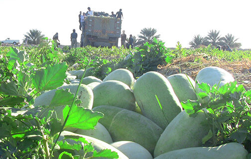 برداشت ۹۵ درصدی هندوانه در  استان گلستان