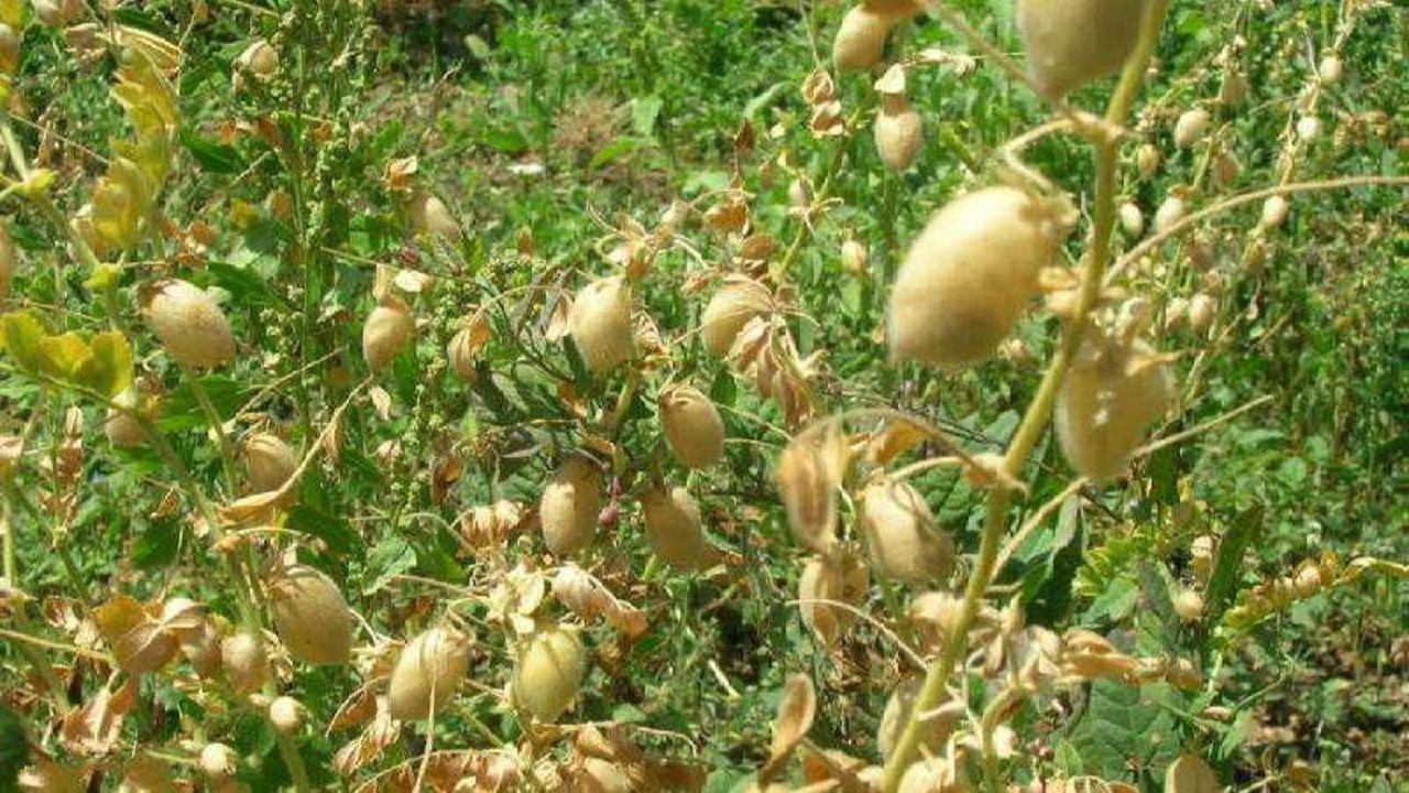 برداشت ۲ هزار و ۳۰۰ تن نخود در گلستان