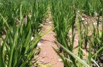 وضعیت خشکه کاری برنج در استان گلستان