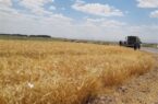 ۷۷۰ هزارتن گندم از کشاورزان گلستانی به صورت تضمینی خریداری شد