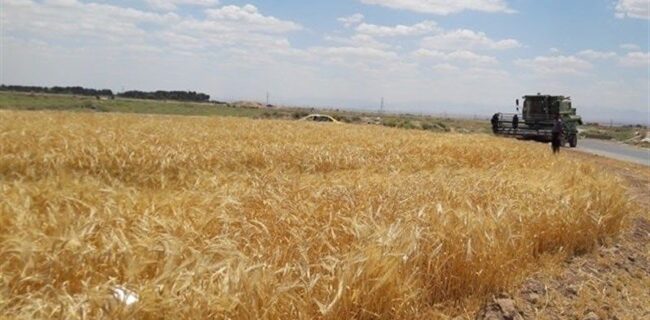 ۷۷۰ هزارتن گندم از کشاورزان گلستانی به صورت تضمینی خریداری شد
