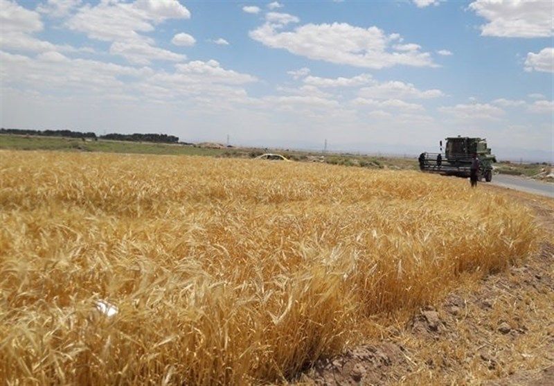 ۷۷۰ هزارتن گندم از کشاورزان گلستانی به صورت تضمینی خریداری شد