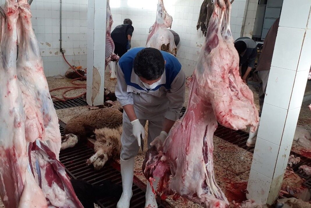 سالانه ۱۴ میلیون راس دام سبک و سنگین ذبح میشود