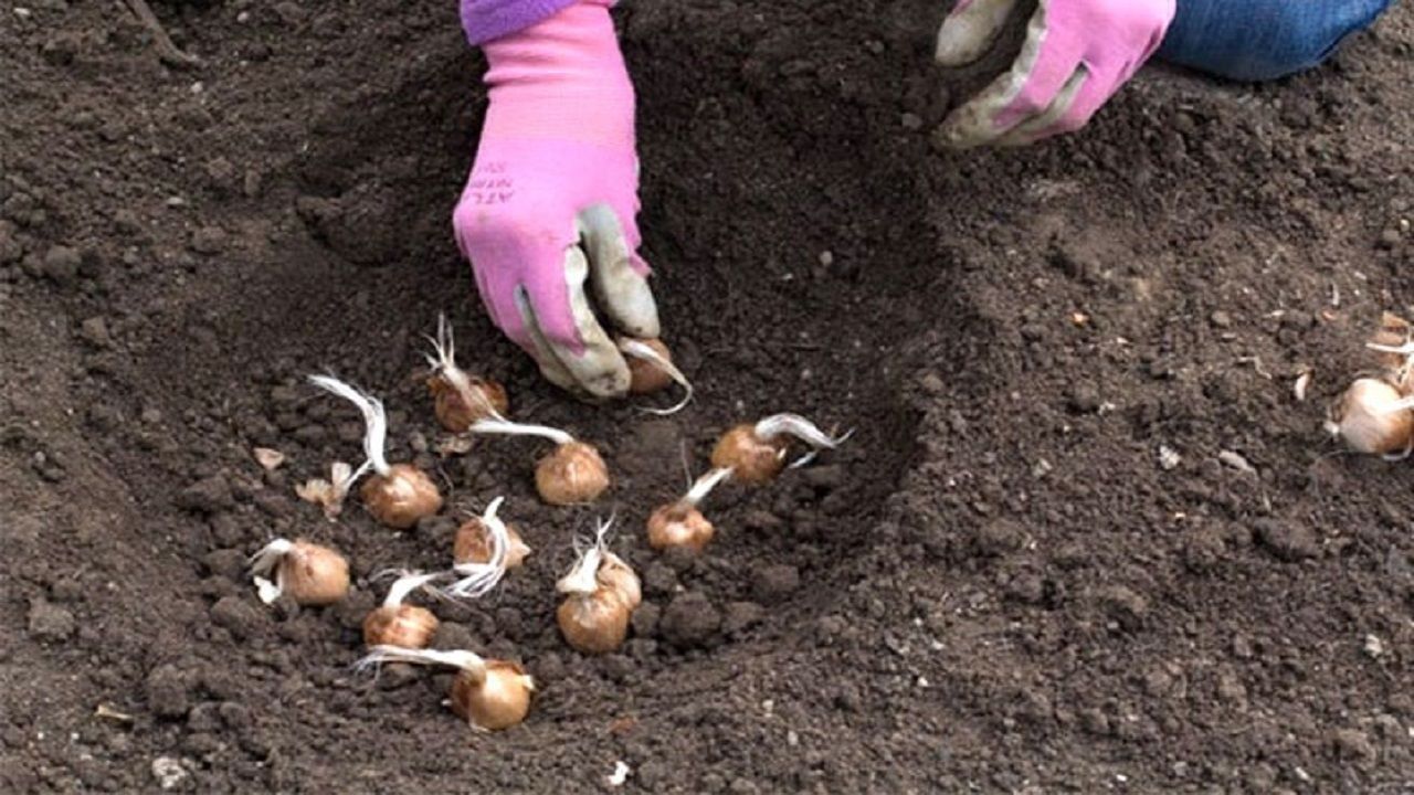 آغاز کشت زعفران در اراضی کوهستانی استان گلستان