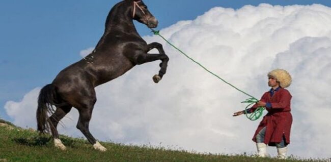 جشنواره ملی زیبایی اسب اصیل ترکمن در گنبدکاووس برگزار می شود.