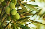 پیش بینی تولید ۱۵ هزار تن محصول زیتون در استان گلستان