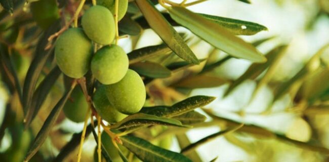 پیش بینی تولید ۱۵ هزار تن محصول زیتون در استان گلستان
