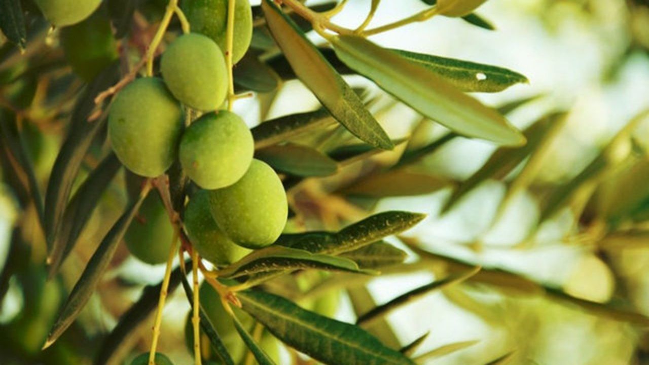 پیش بینی تولید ۱۵ هزار تن محصول زیتون در استان گلستان