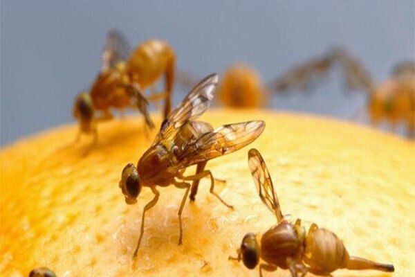 جولان مگس مدیترانه ای در گلستان