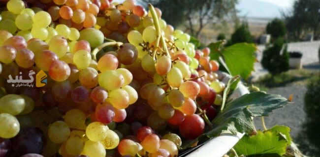 رتبه جهانی ایران در تولید انگور